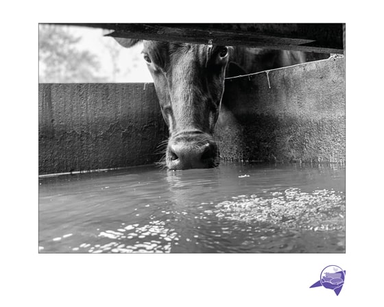 vache à l'abreuvoir