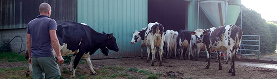 Éleveur accompagnant ses 7 vaches à la traite