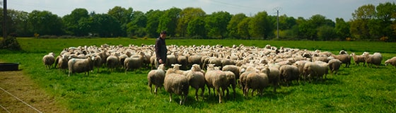 Troupeau de moutons en extérieur