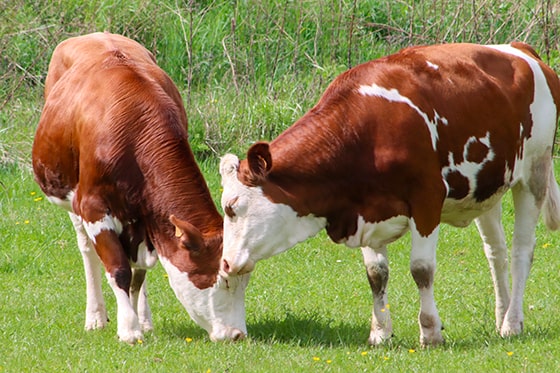 Photo de deux vaches dans un champ