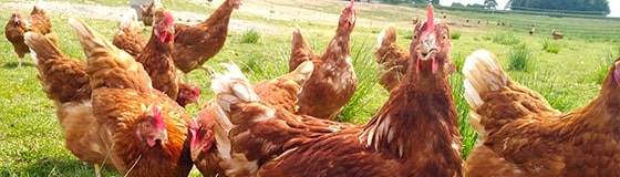 Gallinacées rousses en pleine air