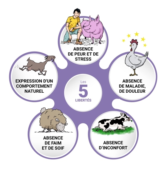 Infographie sur les 5 libertés en élevage composée de 5 illustrations